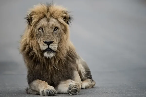 leão como simbolo do imposto de renda